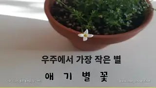우주에서 가장 작은 별, 애기별꽃(Houstonia caerulea/bluets)을 감상해 보세요