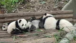 Panda babies Chengdu 2011 パンダ 赤ちゃん 成都 大熊猫 繁育基地