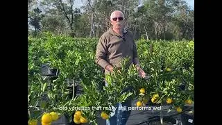 Washington Navel Orange &ndash; Best Sweet Citrus for Juicing & Eating