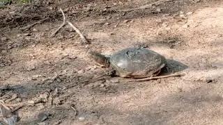 TURTLE lovers will Enjoy this Video1 ||| turtle 🐢 ki video