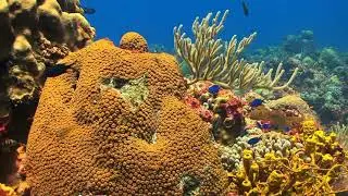 Aquarium 4k video (ULTRA HD) 🐟 Sea animals with relaxing music 🐟 Rare & colorful sea life Video