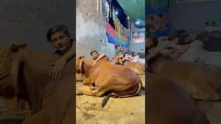 Mashallah ronak😭💔qurbani2025💔😭#cow #cow #bakraeid #emotional #sad #entertainment #petlover