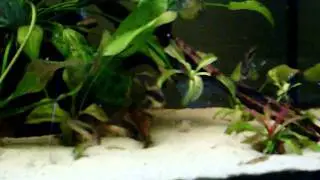 My South American fish tank