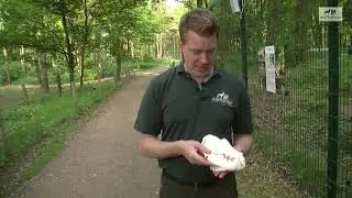 W&ouml;lfe Raubtiere Gebiss Z&auml;hne Raubtiere - Wolfcenter D&ouml;rverden - by schuhplus