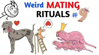 Worst Mating Rituals In Animal Kingdom - Part 9
