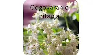 odgovari na pitanja