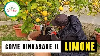 Come e Quando Fare IL Rinvaso del LIMONE