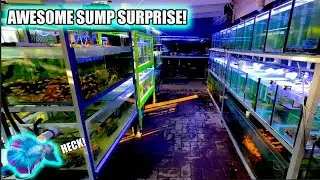 I Found Something Awesome in my Sump! FISH ROOM Fun!
