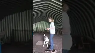 REAL TIME DOG TRAINING Barney session 6