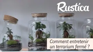 Entretenir un terrarium de plantes tropicales
