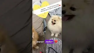 В гостях у дедули Ёжика 🦊 #dogs #funnydogs #pets #Шишок