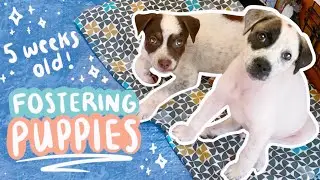 5 WEEK OLD PUPPIES // CUTE PUPPY VLOG 🐶💗