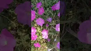 Alex and Rus  songs latest #nature #love #garden #gardening #plants #nature #flowers