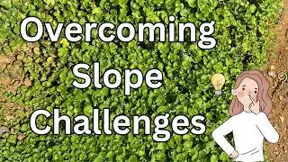 Simplifying Slope Gardening with Dichondra Growth