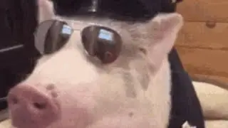 Top 7 pig