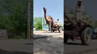 #camel #wagon in #rural #rajasthan #shorts #vlog #travel #share #subscribe #like