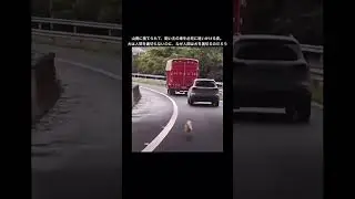 飼い主に捨てられてもなお、飼い主の車を追いかける小さな犬 #shorts #animals #dog #捨て犬 #保護犬