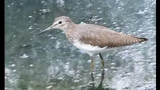 Green Sandpiper: Call & Tail Bobbing हिरवी तुतारी (Credit: Ravi Dumpala)