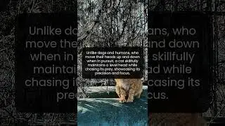 How Cats Hunt with Unmatched Stealth and Precision