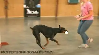 #Doberman #SuperDog 
