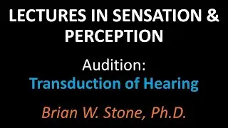 Sensation and Perception - Audition Pt2 - Transduction of Hearing