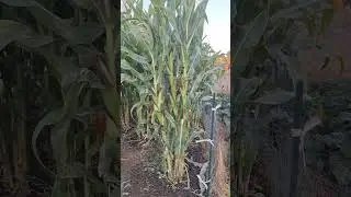 Iu Mien Village Sticky Corn. Song by Koy Yoon Saetern.