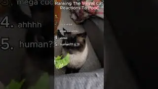 Ranking The Worst Cat Reactions To Food #cat #catfail #cutecat