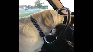6 Dogs-Getaway(Slowed & Reverb)