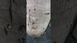 Second treatment -Lethal Bronzing injection tutorial #shorts #diylawn #palmtree #arborist #injection