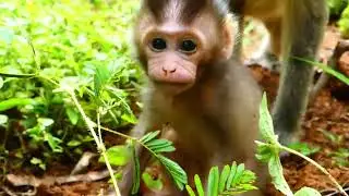 Cutest Baby Holding Small Branch Of Tree, Till Falling To The Ground