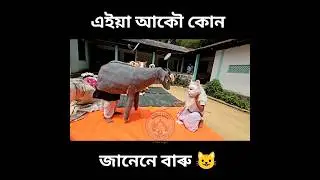 আগতে দেখা পাইছিল নে এই ভাগ মুখা | ভাওনা | Assamese Vauna |  Assamese Culture | #assameseculture