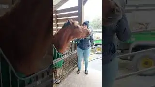 Are antacids the solution for your horse&rsquo;s ulcers?
