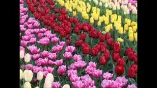 Cancer, June 2018 Monthly Love And General Tarot Reading Very Nice Month!!!!!
