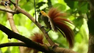 Goldie's Bird-of-Paradise