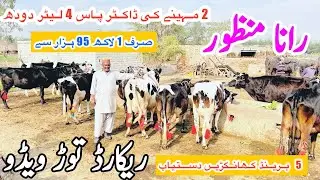 Rana Manzoor | Top Class Jersey Cows | Khangar Doctor Pass Cows For Sale Today | 2 January 2026