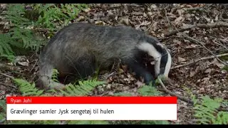 Gr&aelig;vlinger samler Jysk senget&oslash;j til hulen / Badgers gather bedding for the cave