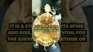 What's Inside The Turtle Shell | #shorts #turtle #animals #explore #discovery #unknownfacts .