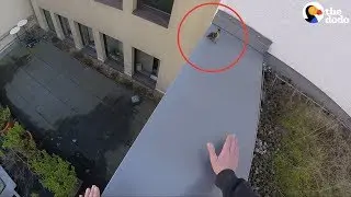 Duck Family RESCUED From Roof | The Dodo