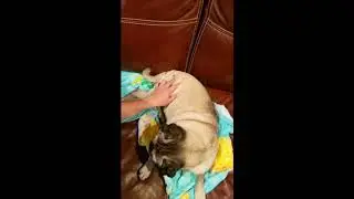 Lola the Pug