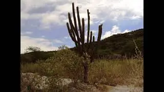 vegeta&ccedil;&atilde;o do agreste de Pernambuco