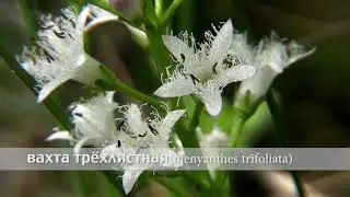 вахта трёхлистная