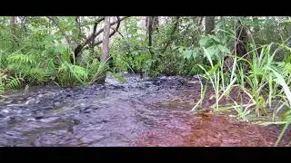 Goethe State Forest