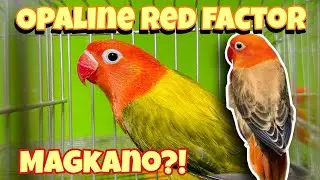 MAGKANO ANG RED FACTOR | OPALINE RED FACTOR | BULACAN PET MARKET- VLOG 82