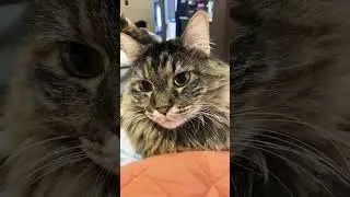cat LICKS HER CHOPS!!! #borderissue
