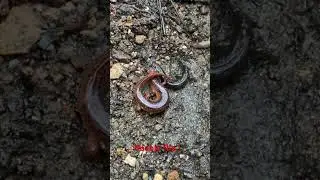 Double flip of a dusky and a red salamander! @dayhikingandherpingdudes