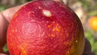 Dracula&rsquo;s Favorite Citrus- the Blood Orange