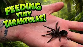 Feeding ALL Our Tiny Tarantulas!