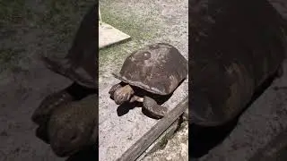 #shorts Tiktok video Big old turtle walking /Тикток видео Прогулка большой старой черепахи