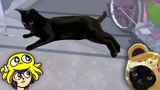 meu gato ganhou um jogo