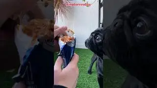 Black Pug Dogs ASMR Ice Cream #shortsasmr